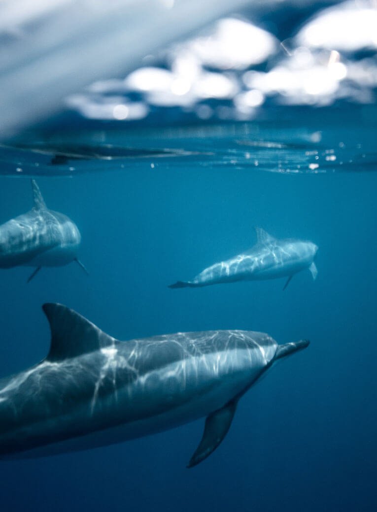 Portfolio 07 Free Img