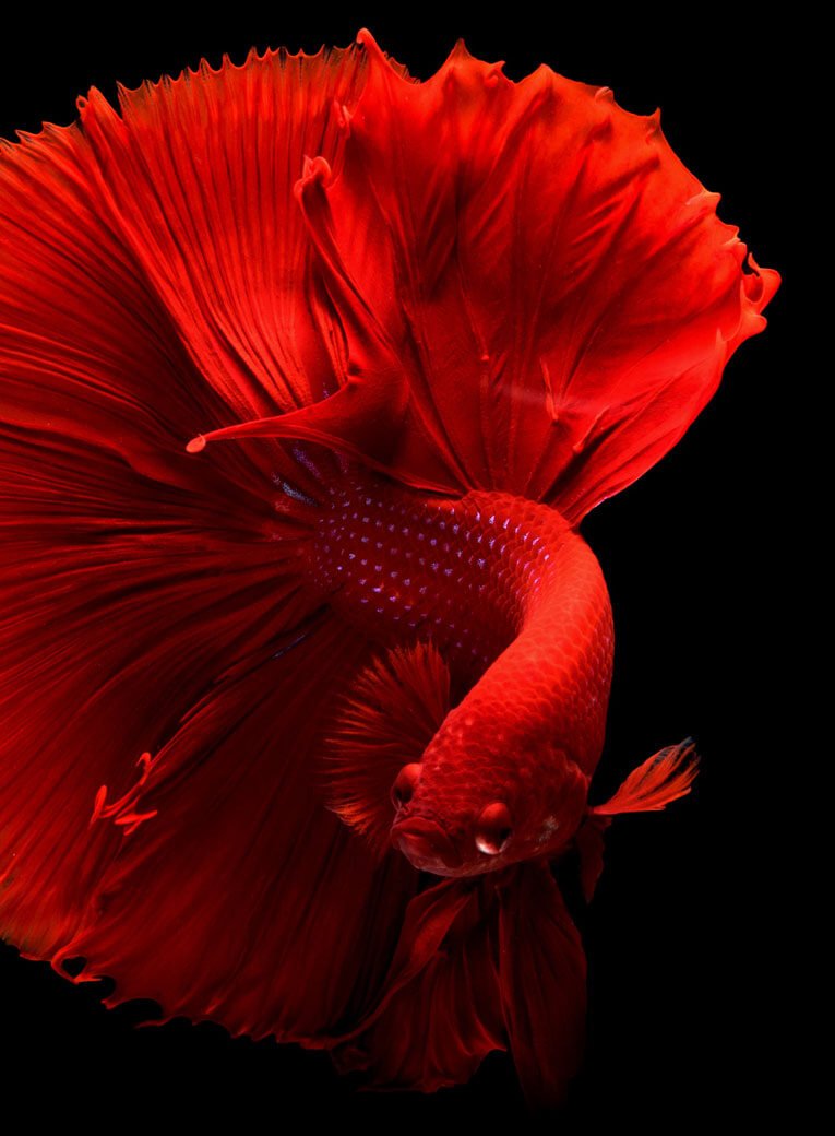 Portfolio 09 Free Img